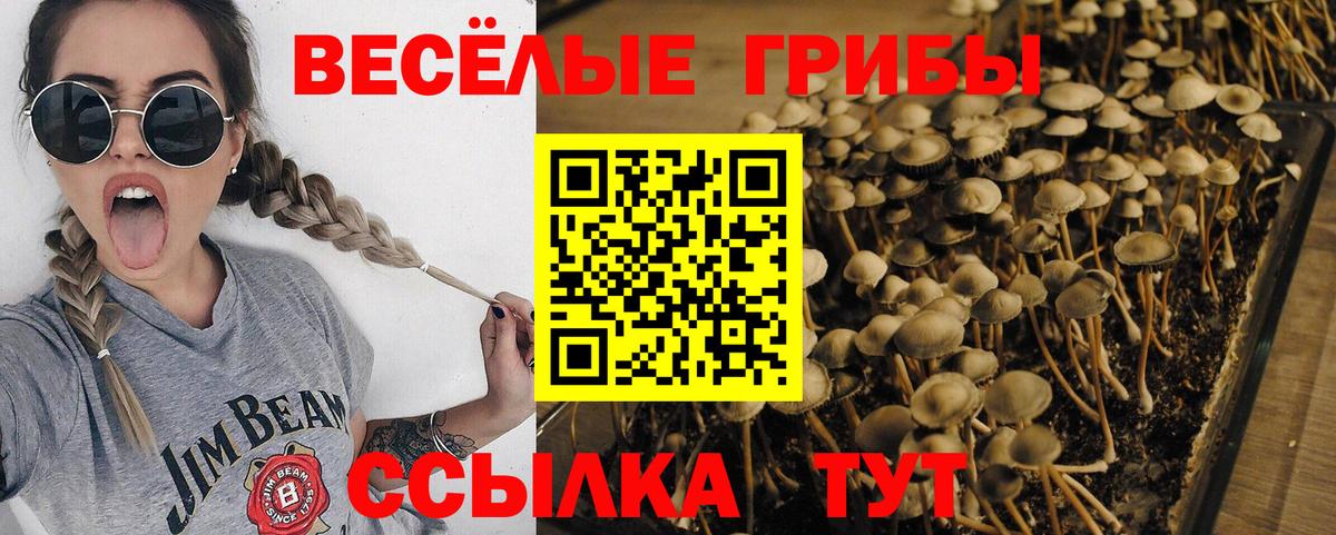 Мыски  Галлюциногенные грибы мицелий  Вход с VPN 